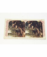 Mexoja Coffee Stereoview Stereoscope Card Coconuts Growing Florida 1900&#39;s - $162.19 MXN