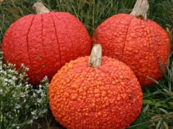 Fresh Viable Pumpkin 15 Seeds For 2024- Usa Garden - £9.43 GBP
