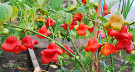 Mixed Bishop&#39;s Crown Chili Pepper, 20 Seeds - $10.29