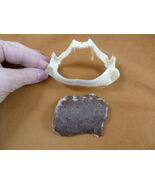 SJ278-98-4) Rare 4" Portuguese Dogfish SHARK jaw teeth + skin C coelolepsis - $304.79