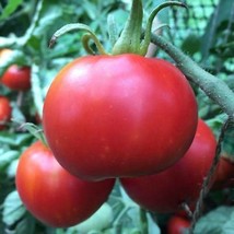 Manitoba Tomato Seeds Organic US Fast Shipping - $37.22 MXN