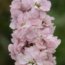 100 Stock Seeds Matthiola Column Appleblossom Matthiola Seeds Gardening USA SHIP - £9.81 GBP