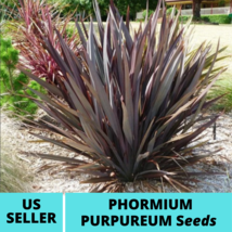 10Pcs Phormium Purpureum Ornamental Grass Seeds New Zealand Flax Seed - $18.75