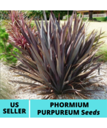 10Pcs Phormium Purpureum Ornamental Grass Seeds New Zealand Flax Seed - £14.71 GBP