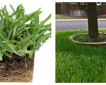 3 Plugs St. Augustine Palmetto Live Large Grass Plugs Sod Turfgrass - $44.93