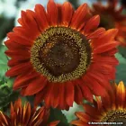 Dendi Store Sunflower- Red Sun- 100 Seeds - $8.99