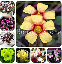 100 Pcs Rare Exotic Rainbow Oxalis Wood Sorrel Flower Bonsai Plan Oxalis Purple  - £5.49 GBP