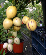 Solanum Muricatum Sweet Cucumber Seeds, pepino dulce melon pear edible f... - £18.71 GBP