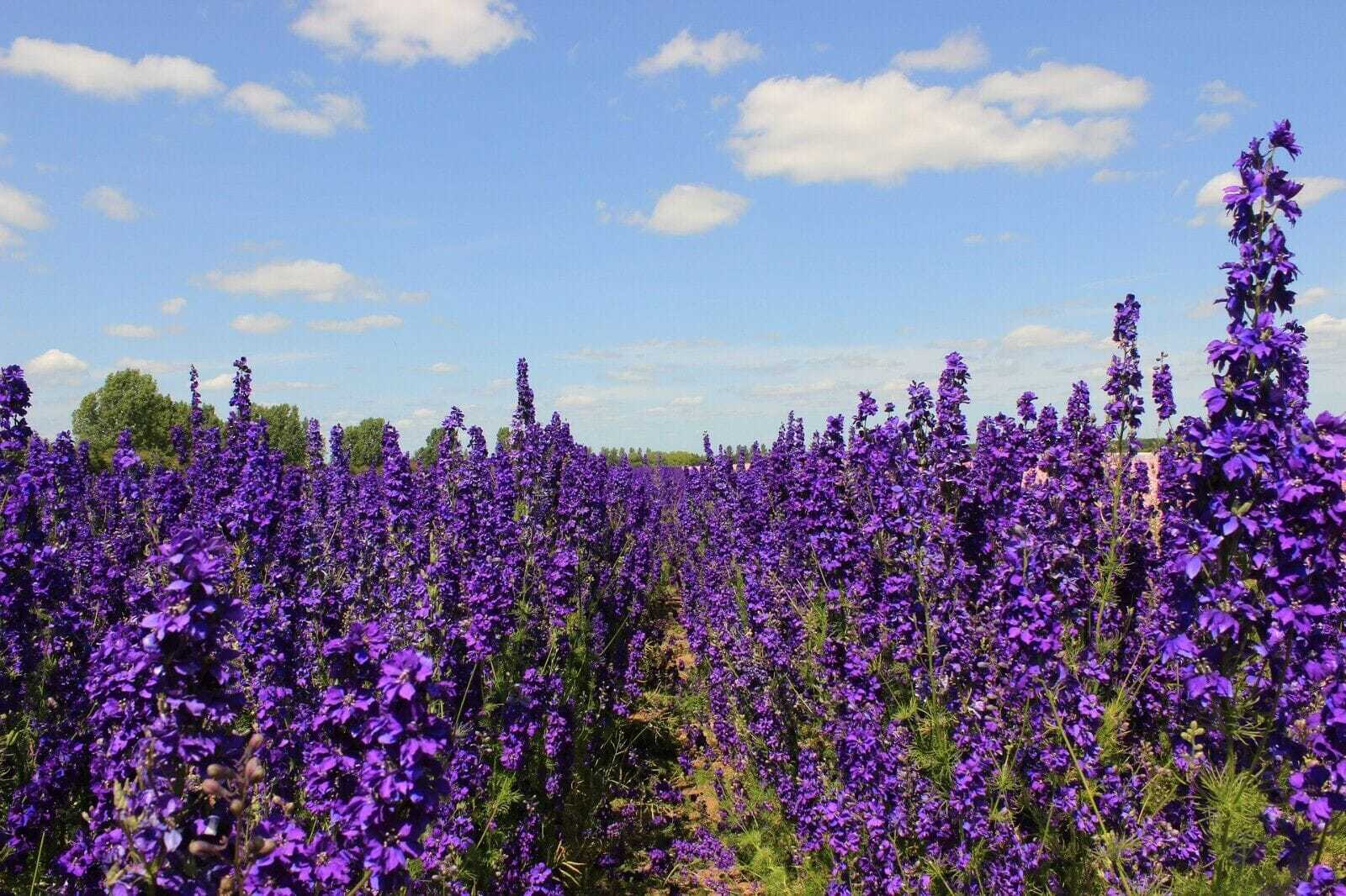 25 Seeds Pacific Giant Delphinium King Arthur Florist Choice Fresh Seeds - $4.58