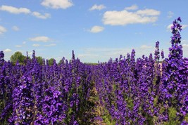 25 Seeds Pacific Giant Delphinium King Arthur Florist Choice Fresh Seeds - $88.56 MXN