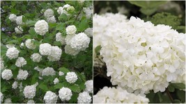 3.5&quot; Potted - Sterile Viburnum - Chinese Snowball Shrub - 3 Plants - Outdoor - £60.03 GBP
