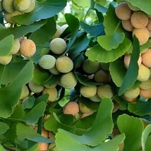 Ginkgo Seeds Ginkgo Biloba Packet Of 5 Seeds USA SELLER Fast Shipping - $19.94