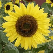 Sunflower Flower Seeds, Lemon Queen 50 Seeds - £9.57 GBP