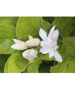 Jasmine Sambac &quot;Belle of India&quot; -Very Large plant - $1,307.54 MXN