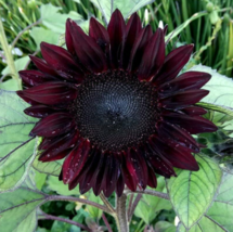 25 Pc Seeds Red Wave Sunflower Plant, Perennial Flower Seeds for Planting | RK - £15.10 GBP