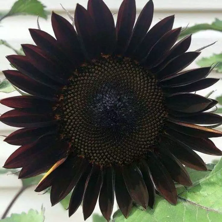 Semilir 20 Black Beauty Sunflower Seeds Plant Garden Planting Vegetable Supplier - $9.56