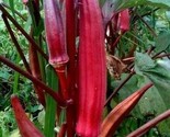 Red Burgundy Okra Seeds 30 Summer Vegetable Garden Culinary Fast Shipping - $8.99