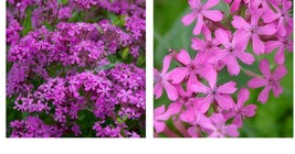 3000 Seeds! Catchfly NONE-SO-PRETTY Purple Flower Rock Gardens Butterflies - £21.57 GBP