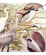 Egret Crane And Herons 1936 Bird Art Lithograph Color Plate Print DWU12B - €25,75 EUR