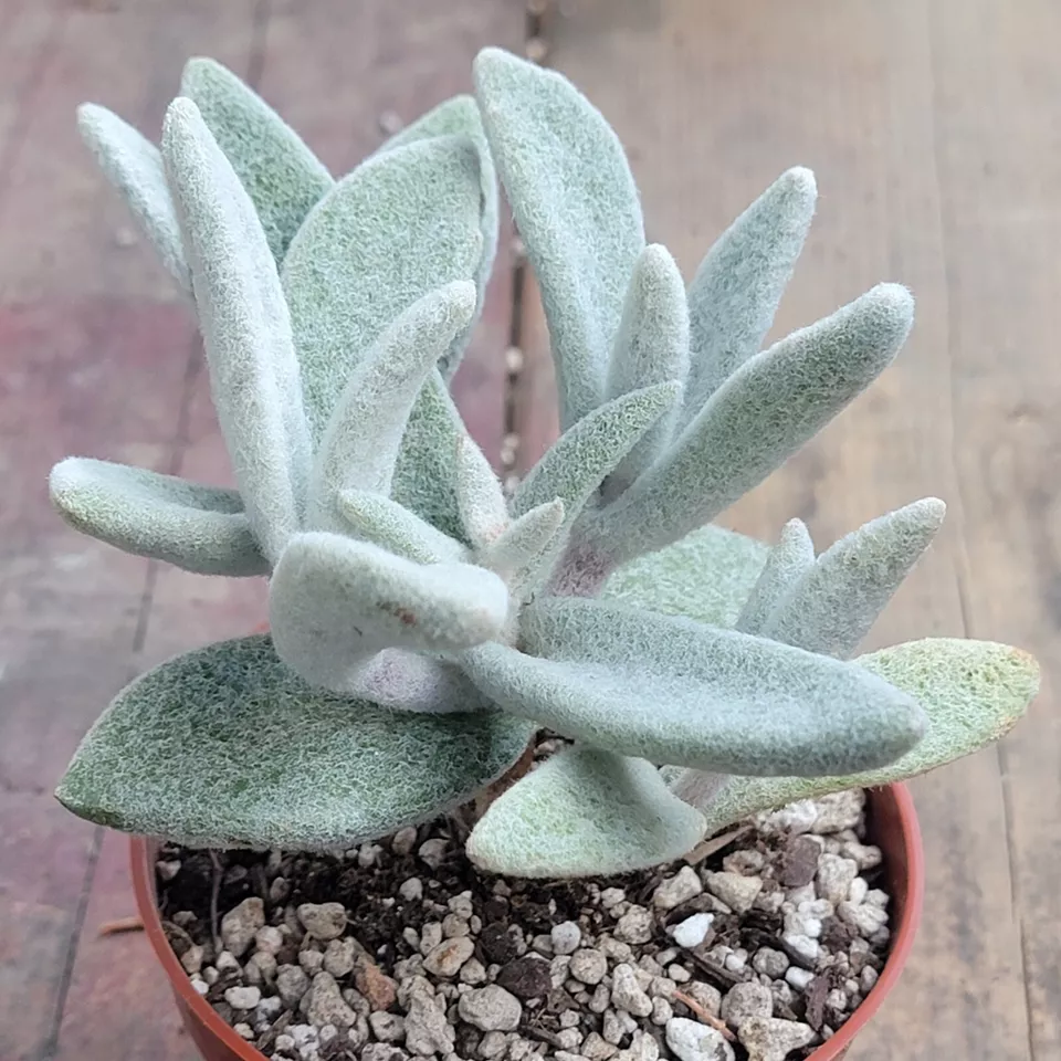 Kalanchoe eriophylla &#39;Snow White Panda Plant&#39; Live Rooted Succulent in 4... - $29.99