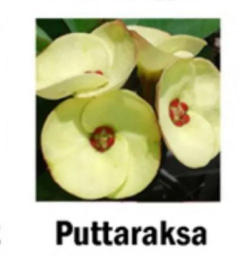 Puttaraksa Crown Of Thorns Euphorbia Milii Christ Plant Starter Plant Ga... - $35.98