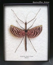 Chocolate Pink Diesbachia Tamyris Real Flying Stick Framed Entomology Sh... - $119.99