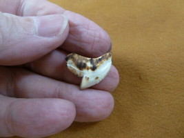 (s1-31) 3/4&quot; inch White TIGER SHARK TOOTH teeth toasted made to order pendant - £10.35 GBP