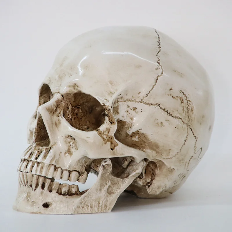 1Pcs Skeleton Head Model Resin Craft Skull High Quality Statues Sculptures - $27.61
