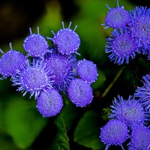 Ageratum Mexicanum Color Mix Seed Garden Fast Shipping - $7.99