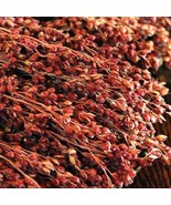 Fresh Red Head Broom Corn Seeds For Planting (50 Seeds) - Grow Exotic Red Broom  - $23.92