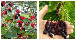 Morus nigra plant fruit Dwarf Everbearing Mulberry Tree-STARTER PLANT - £30.67 GBP