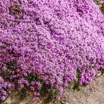 LimaJa Creeping Thyme Groundcover Perennial Purple Fragrant Non-GMO 500 Seeds 6 - £4.72 GBP