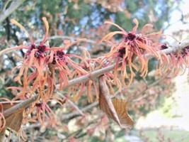 THJAR 10 Georges Witch Hazel Seeds - Hamamelis × Intermedia - £9.46 GBP