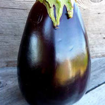 Ship From Us Odyssey F1 Hybrid Eggplant Seeds - 20 G Seeds - Hybrid F1, TM11 - £94.69 GBP