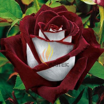Bellfarm &#39;love In Rose&#39; Rare Red White Bonsai Flowers, 420pcs/package, Big Bloom - £5.24 GBP