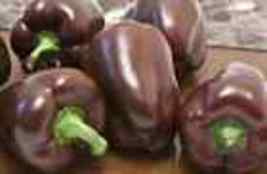 25 Chocolate Beauty Pepper Seeds ~ 2024 Usa - £7.47 GBP