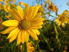 Sawtooth Sunflower Seeds Helianthus Grosseserratus 150 Seeds For Planting - £13.43 GBP