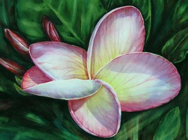 Original Watercolor &quot;Plumeria Flower&quot; Painting ~ Signed~15&quot; x 21&quot; - £51.95 GBP