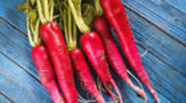 500+ Long Scarlet Radish Seeds - £6.94 GBP