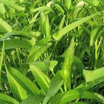Kangkong Water Spinach Seeds US Fast Shipping - $57.35 MXN