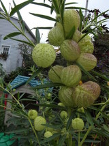 20 Butterfly Balls Seeds Perennial Hairy Ball Seed - $10.00