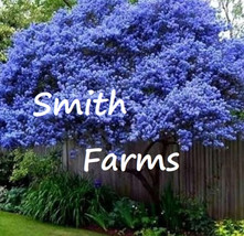 25 Seeds California Blue Lilac Tree Fragrant Hardy Perennial Flower - $6.90