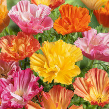 PPA 200+ California Ballerina Mix Poppy Seeds For Garden - USA  - £5.35 GBP