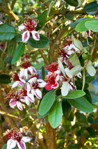 Pineapple Guava - Feijoa sellowiana - Live Plant - COLD HARDY EDIBLE - £23.44 GBP