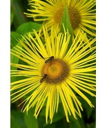 PSA Inula Hookeri Hooker'S Inula 10 Seeds Fast Growing - $14.80
