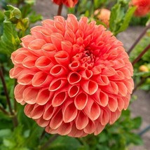 25 Linda Dahlia Seeds Flower Perennial Flowers Seed Flowering Bloom Fres... - $8.08