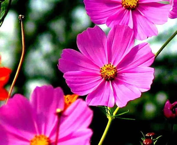Top Seller 200 Tall Pink Cosmos Bipinnatus Flower Seeds - £11.48 GBP