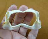 SJ190-41) 3-1/8" JAPANESE TOPE SHARK jaw sharks jaws t**th Hemitriakis j... - $33.59