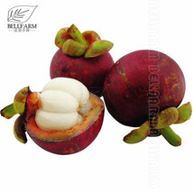 Fresh New 100 Seeds Mangosteen Tropical Sour Sweet Fruit Seeds Garden Plants Tre - $14.92