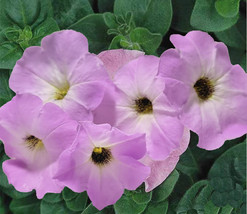 SEPT Sweet Lilac Lavender Petunia Delicate Feminine Pretty Annual Flower 50 Seed - $5.88